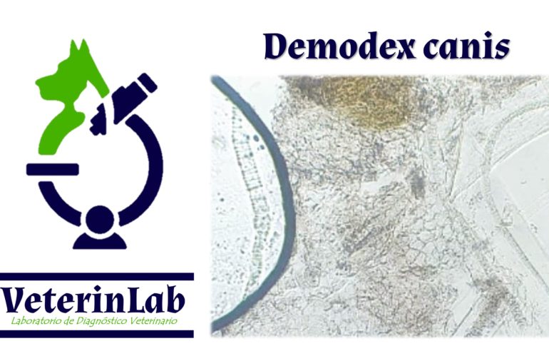 Demodex canis