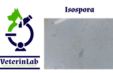 Isospora