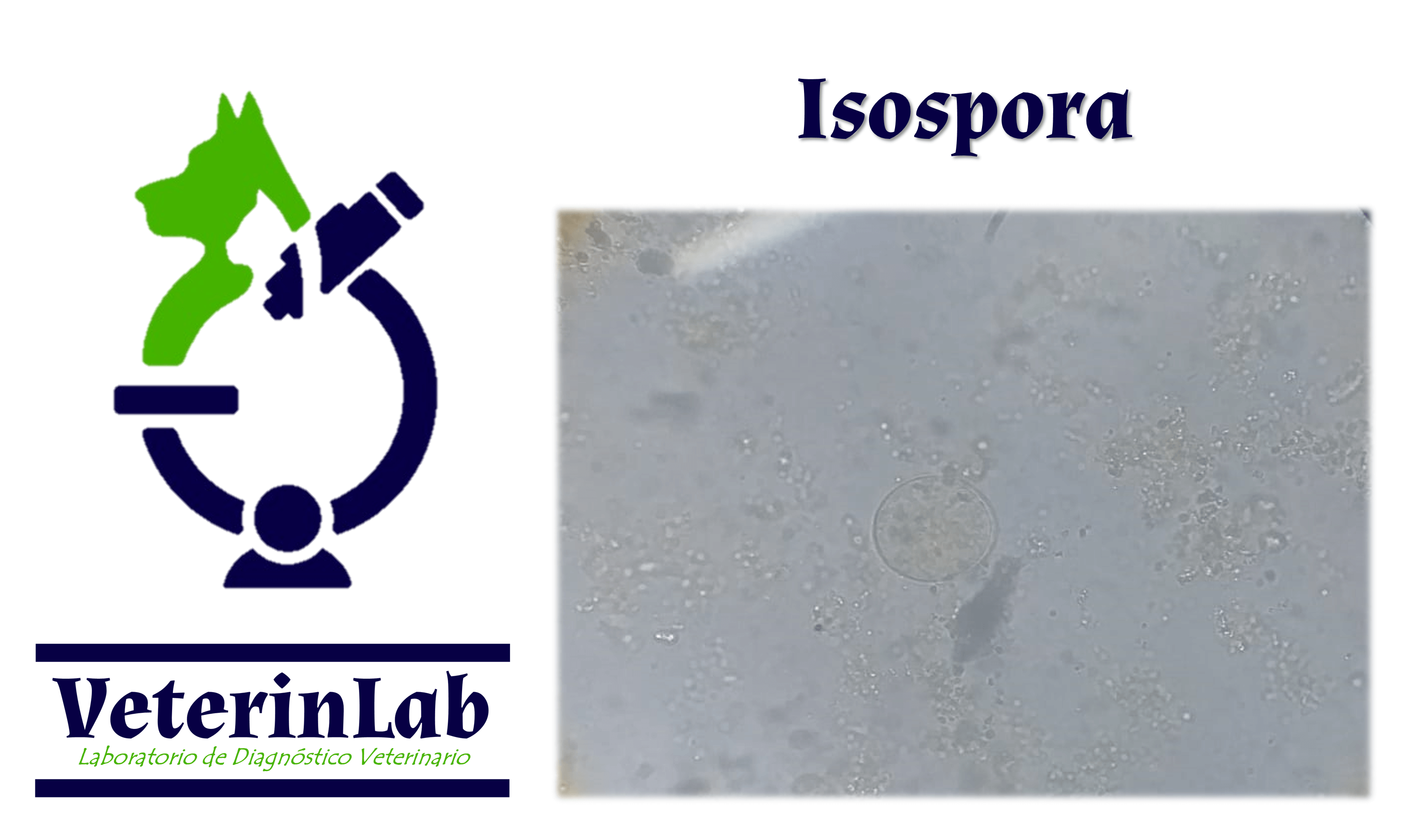 Isospora