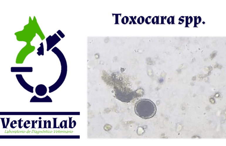 Toxocara spp.